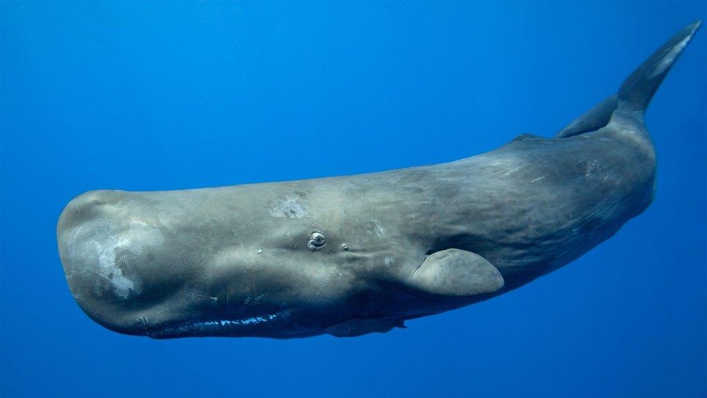 Machine learning helps in the discovery of a 'sperm whale alphabet'