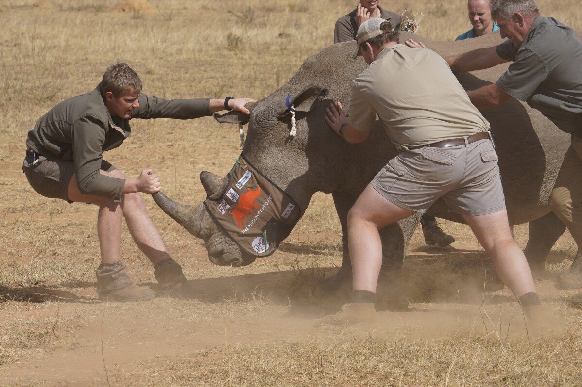 South African Researchers Utilize Nuclear Technology to Combat Rhino Poaching